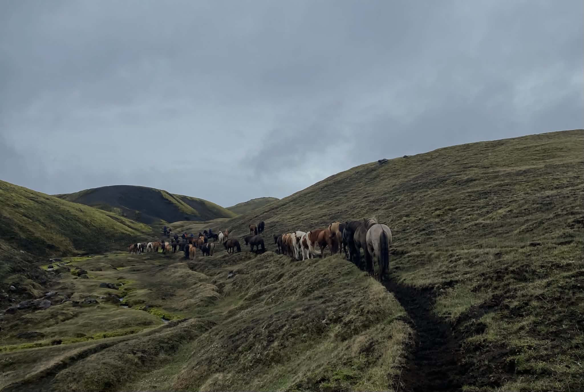 A herd of Icelandic horses travelling through grassy hills