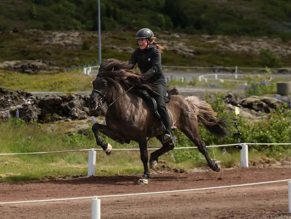A rider on an Icelandic horse in motion